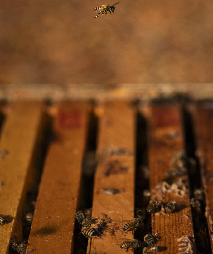 America’s newest delicacy? Honey made from lanternfly poop.