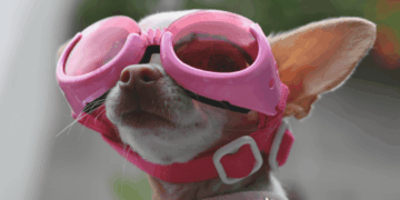 3 Traits That Mean Your Dog Is a Genius