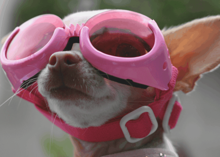 3 Traits That Mean Your Dog Is a Genius