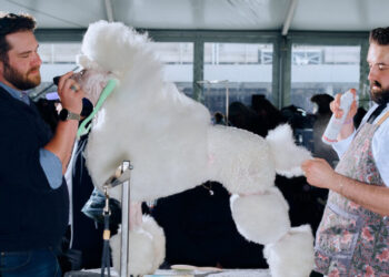 Pet Owners, How Do You Deal With the High Costs of Grooming?