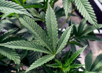 What the reclassification of marijuana would mean for Americans