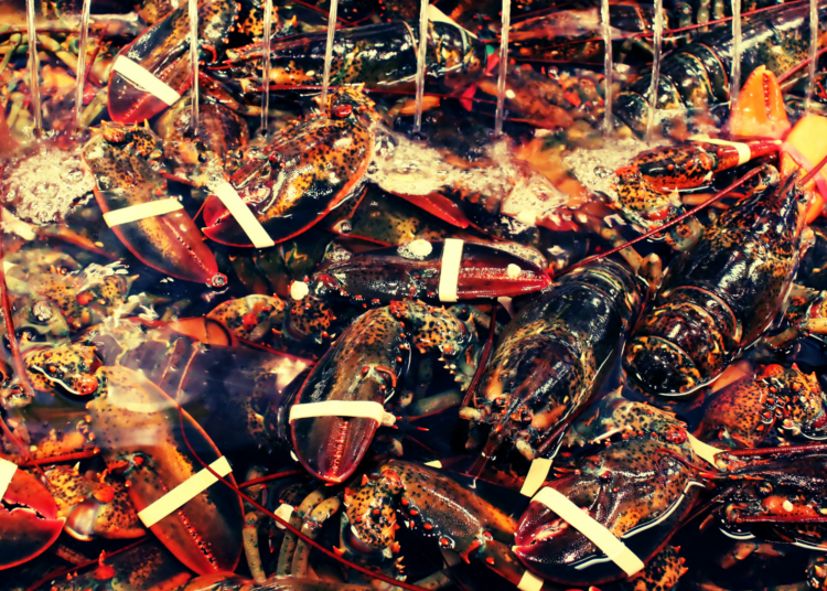 Someone Stole $400,000 Worth of Live Lobsters en Route to Costco