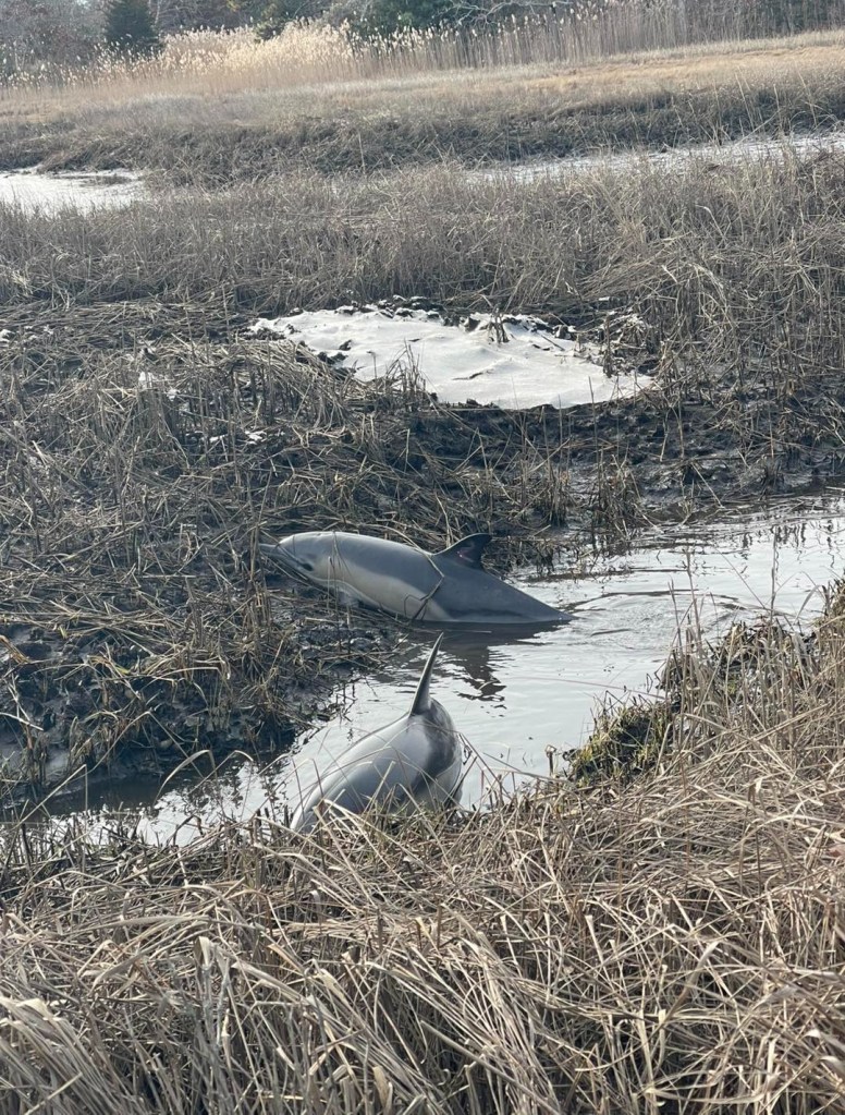 Two dolphins stranded in shallow water and marshland.