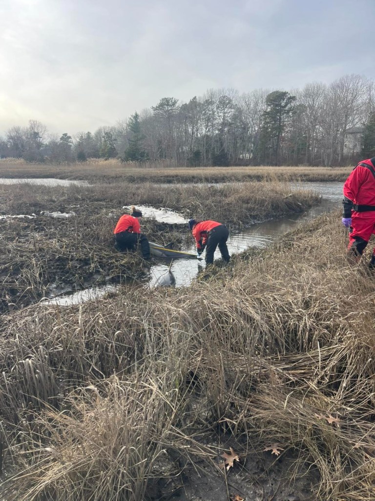 Three individuals in protective gear rescuing a dolphin from a muddy creek.