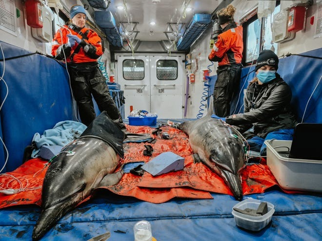 Marine mammal stranding response team members caring for two dolphins in a transport vehicle.