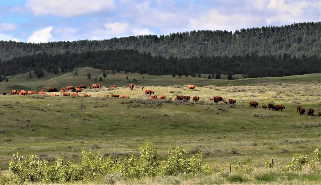 A herd of bison grazing on a vast green field with a forested hill in the background.