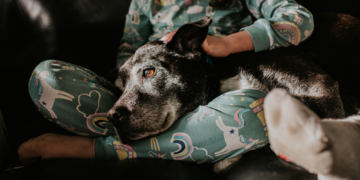 5 Signs Your Dog Has Dementia