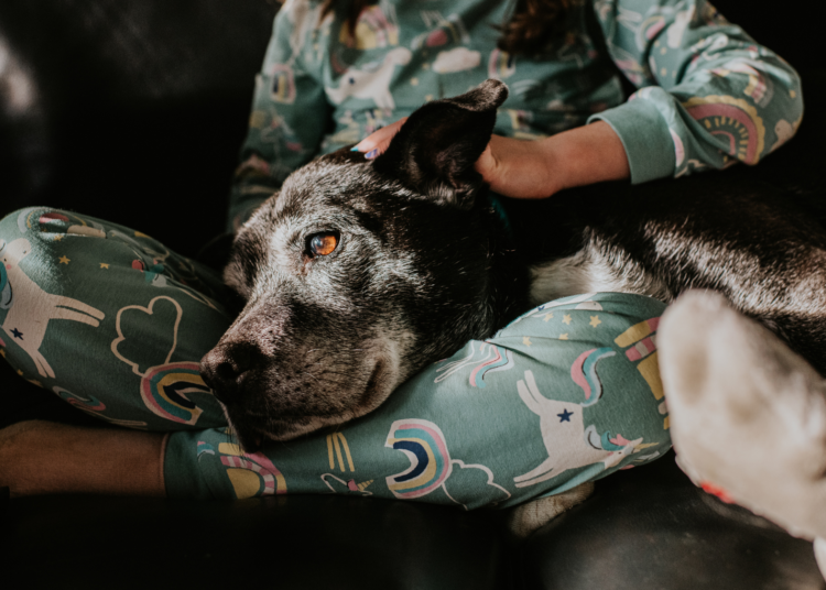 5 Signs Your Dog Has Dementia