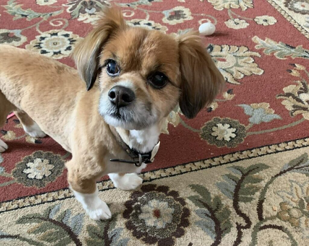 A house was on fire. Two strangers ran in to rescue a tiny dog.