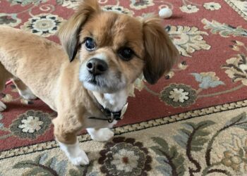 A house was on fire. Two strangers ran in to rescue a tiny dog.