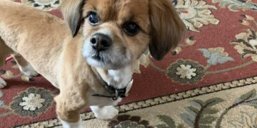 A house was on fire. Two strangers ran in to rescue a tiny dog.