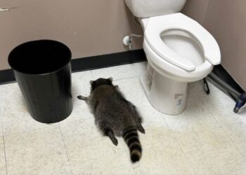 Drunk raccoon passes out in bathroom after ransacking Va. liquor store