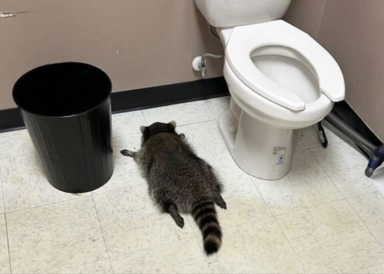 Drunk raccoon passes out in bathroom after ransacking Va. liquor store