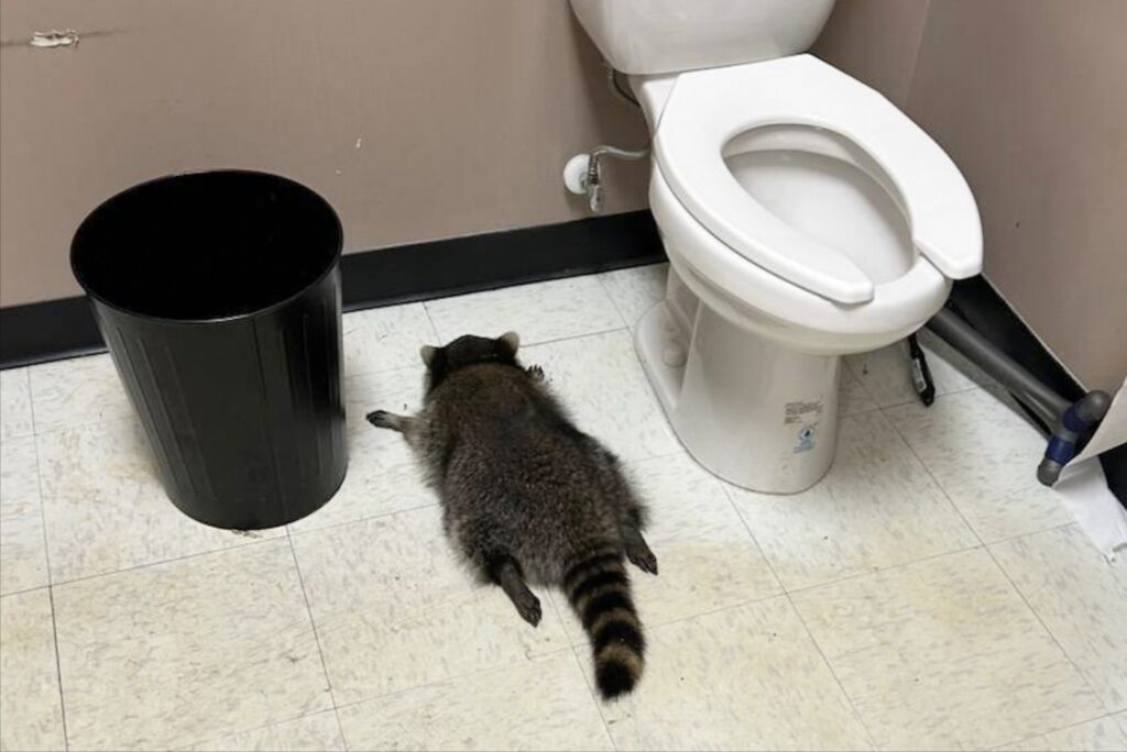 Drunk raccoon passes out in bathroom after ransacking Va. liquor store