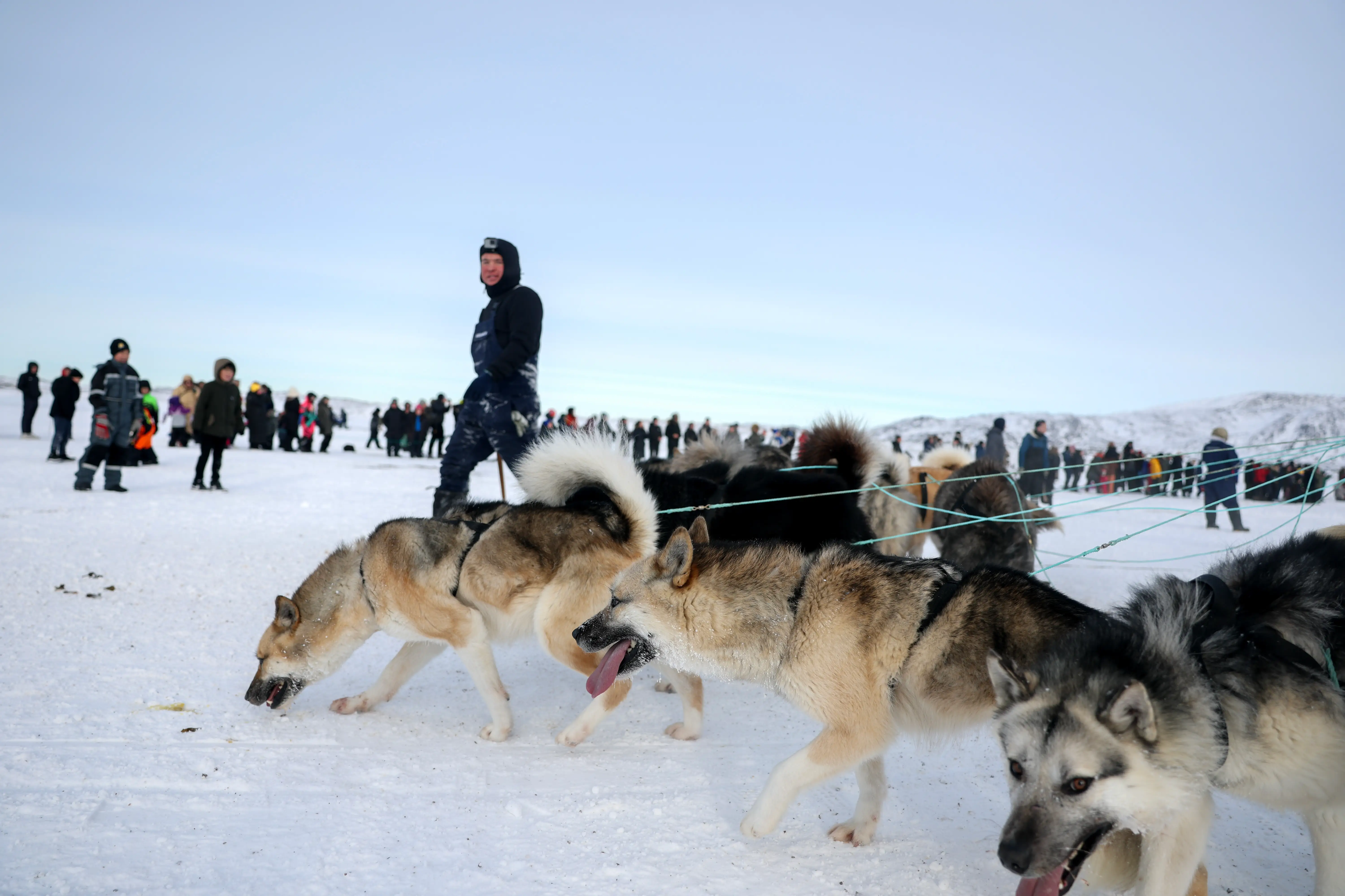 Sled dogs on leashes with a crowd of people behind on snow