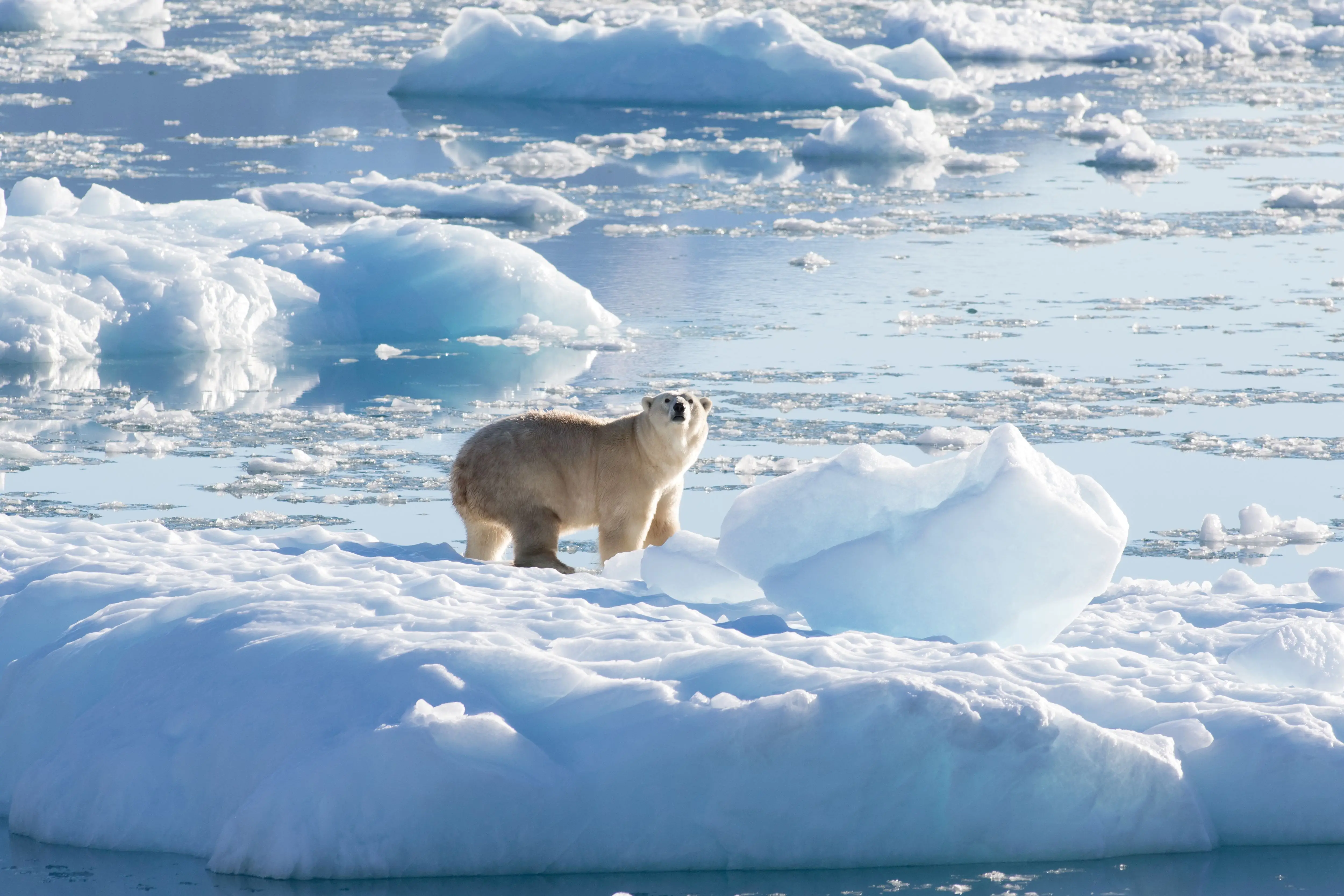 A polar bear on ice amid water