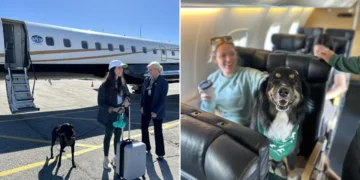 This ‘Shark Tank’-backed airline lets big dogs fly in the cabin. Fares average $775.