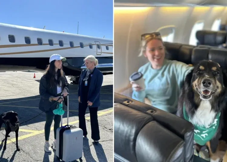 This ‘Shark Tank’-backed airline lets big dogs fly in the cabin. Fares average $775.