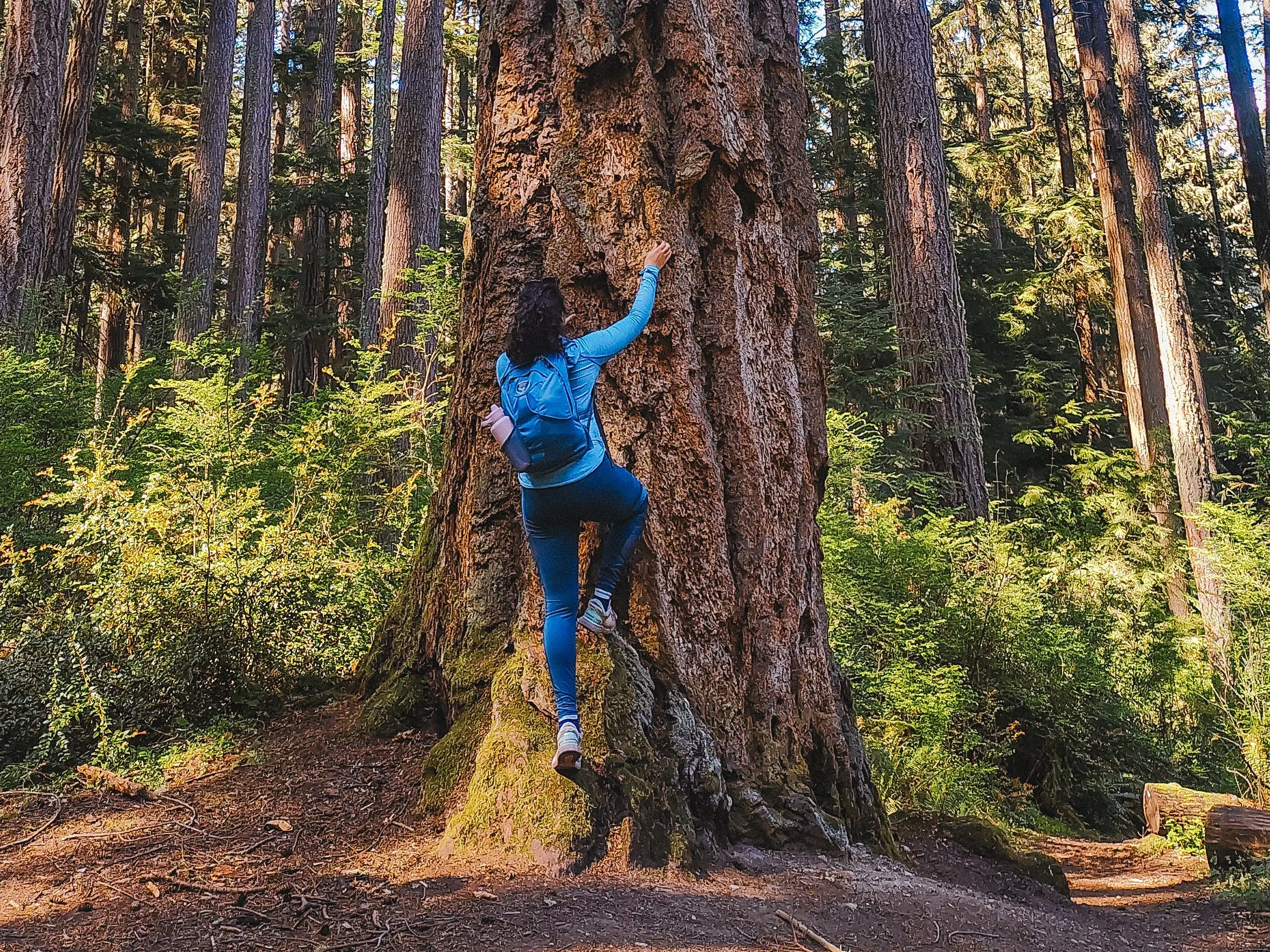 The author climbing a tree in Washington State.