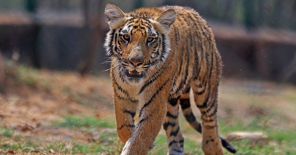 $50 billion Tiger Global is returning to its concentrated, ‘high-conviction’ roots in its latest private fund