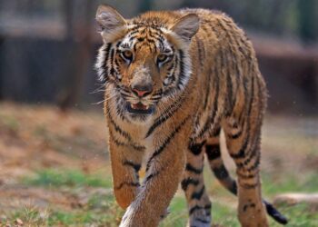 $50 billion Tiger Global is returning to its concentrated, ‘high-conviction’ roots in its latest private fund