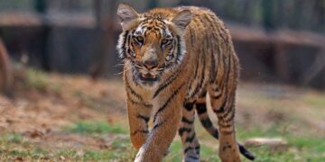 $50 billion Tiger Global is returning to its concentrated, ‘high-conviction’ roots in its latest private fund