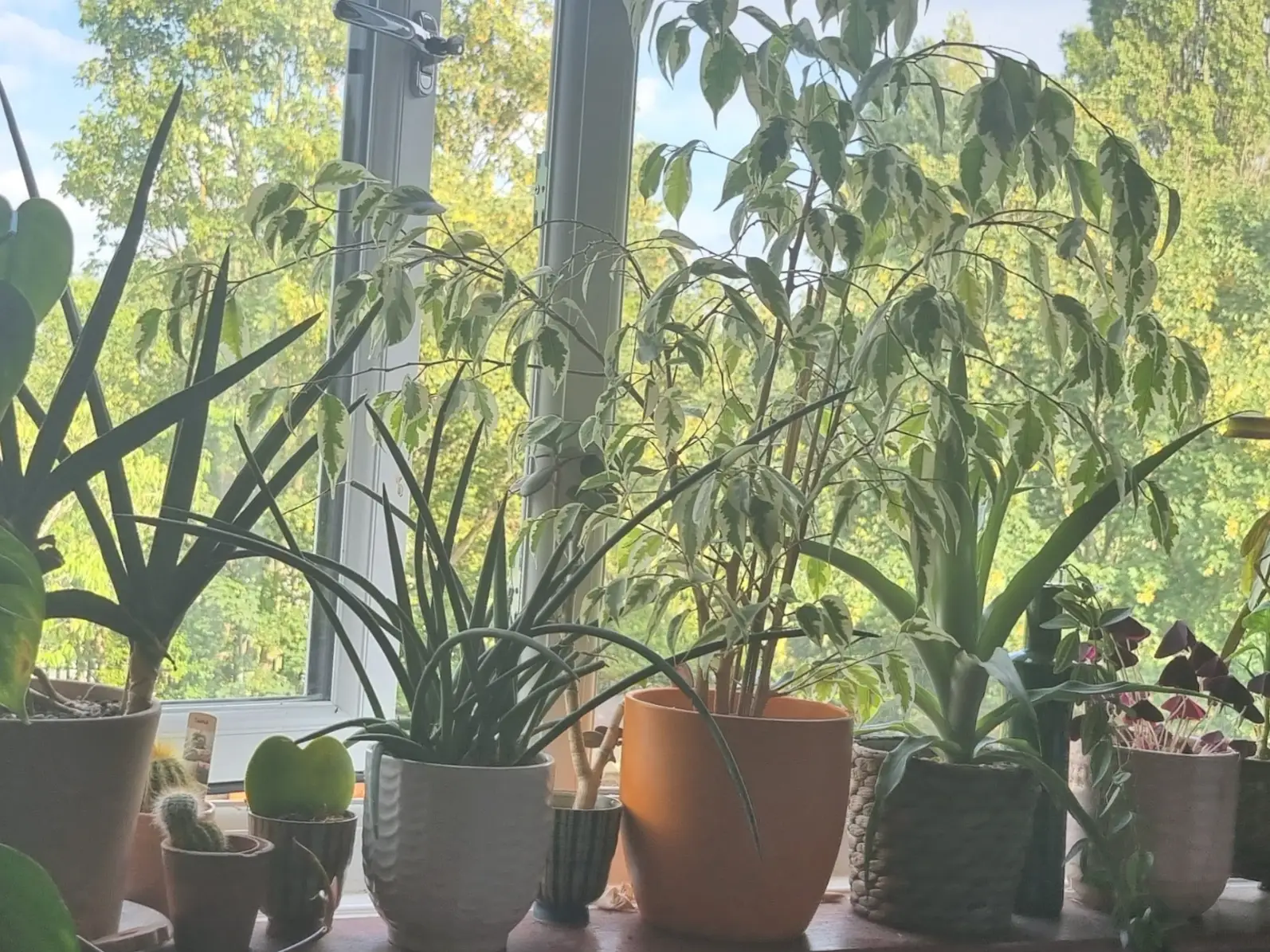 An array of house plants in the writer's bedroom window.