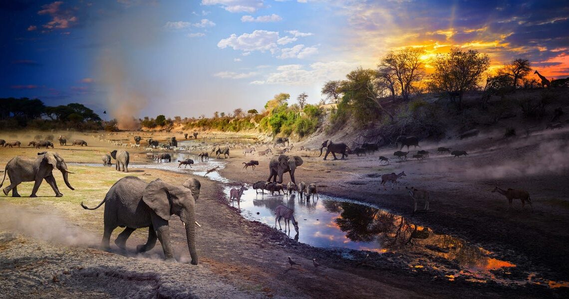 National Geographic unveiled its Pictures of the Year. Here are 7 of the most striking wildlife photos.