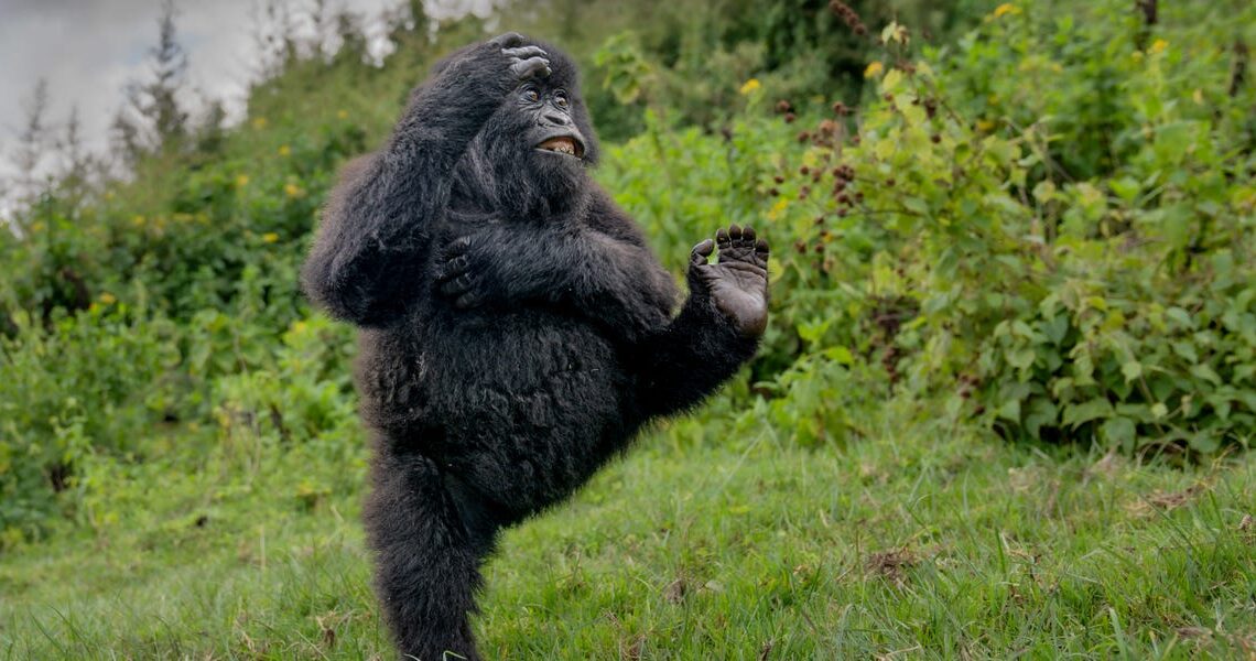 The funniest wildlife photos of the year show animals striking hilarious poses in their natural habitats