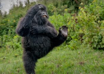 The funniest wildlife photos of the year show animals striking hilarious poses in their natural habitats