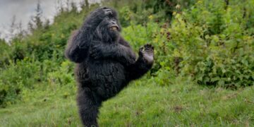 The funniest wildlife photos of the year show animals striking hilarious poses in their natural habitats