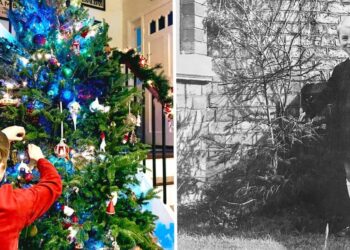 I wanted a big festive tree this year. I wasn’t expecting the $370 price tag at our local tree lot.