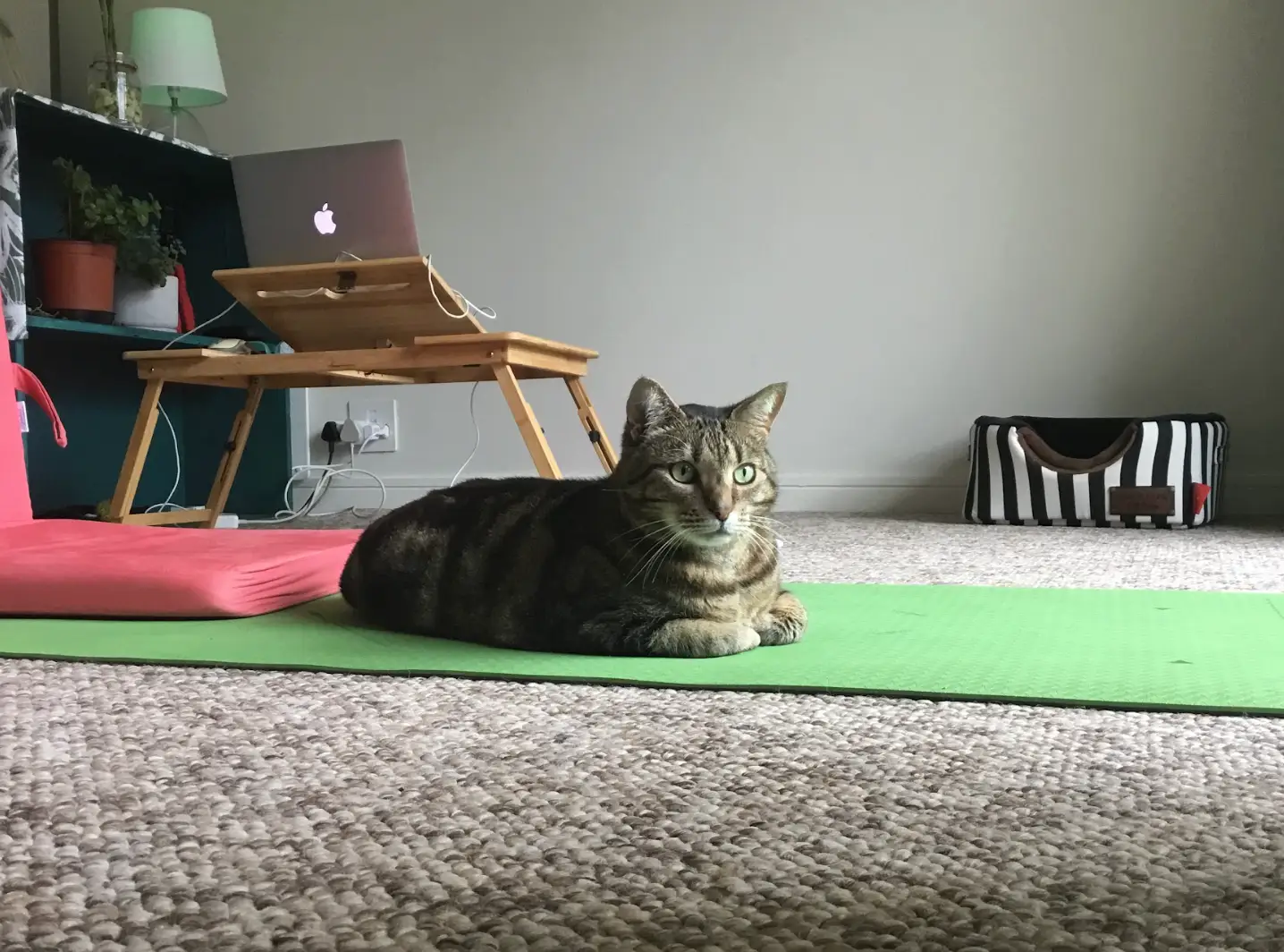 The writer's cat sitting on the floor in her furniture-free setup.