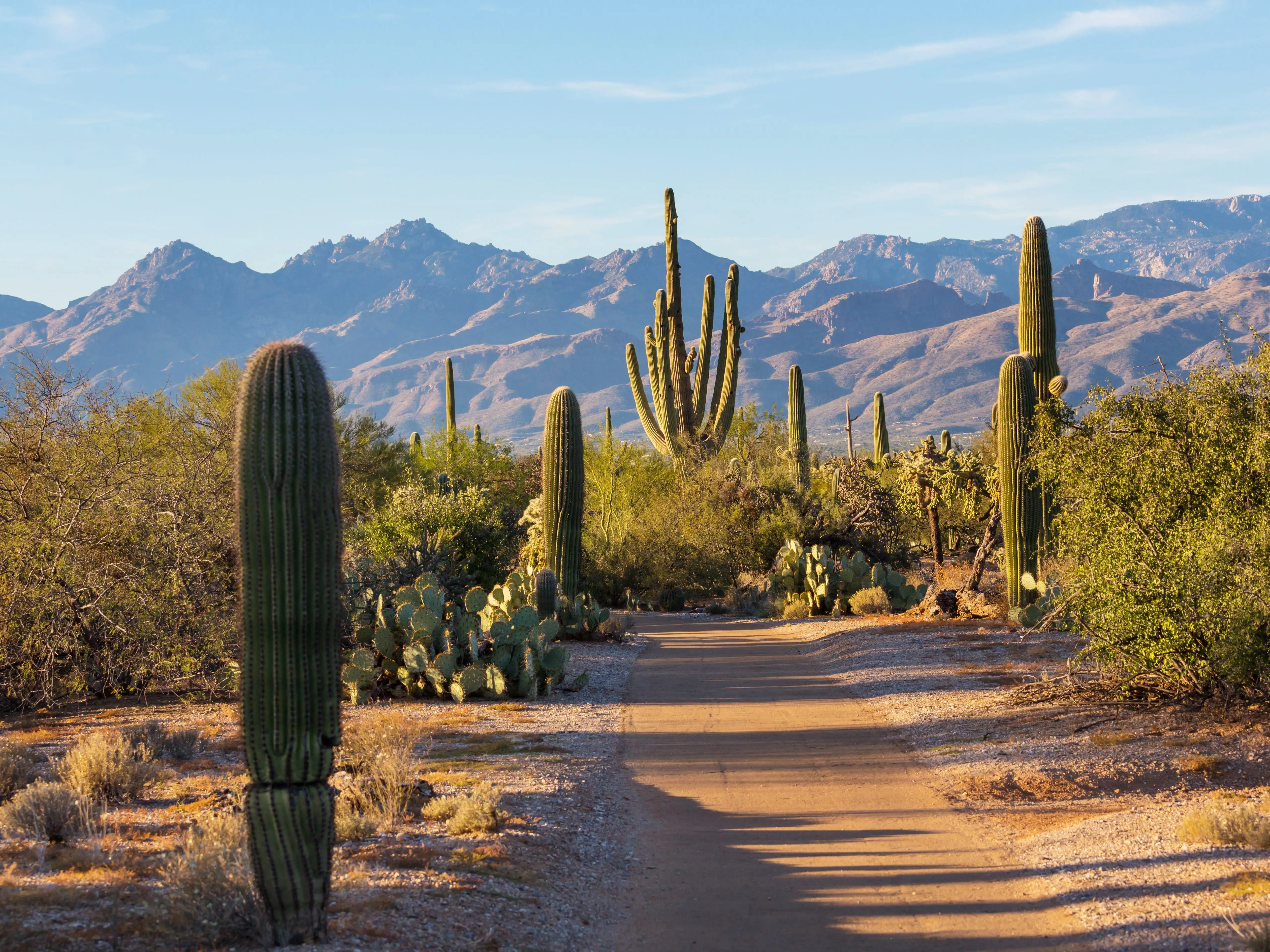Large cacti and mountains at Saguaro National Park.