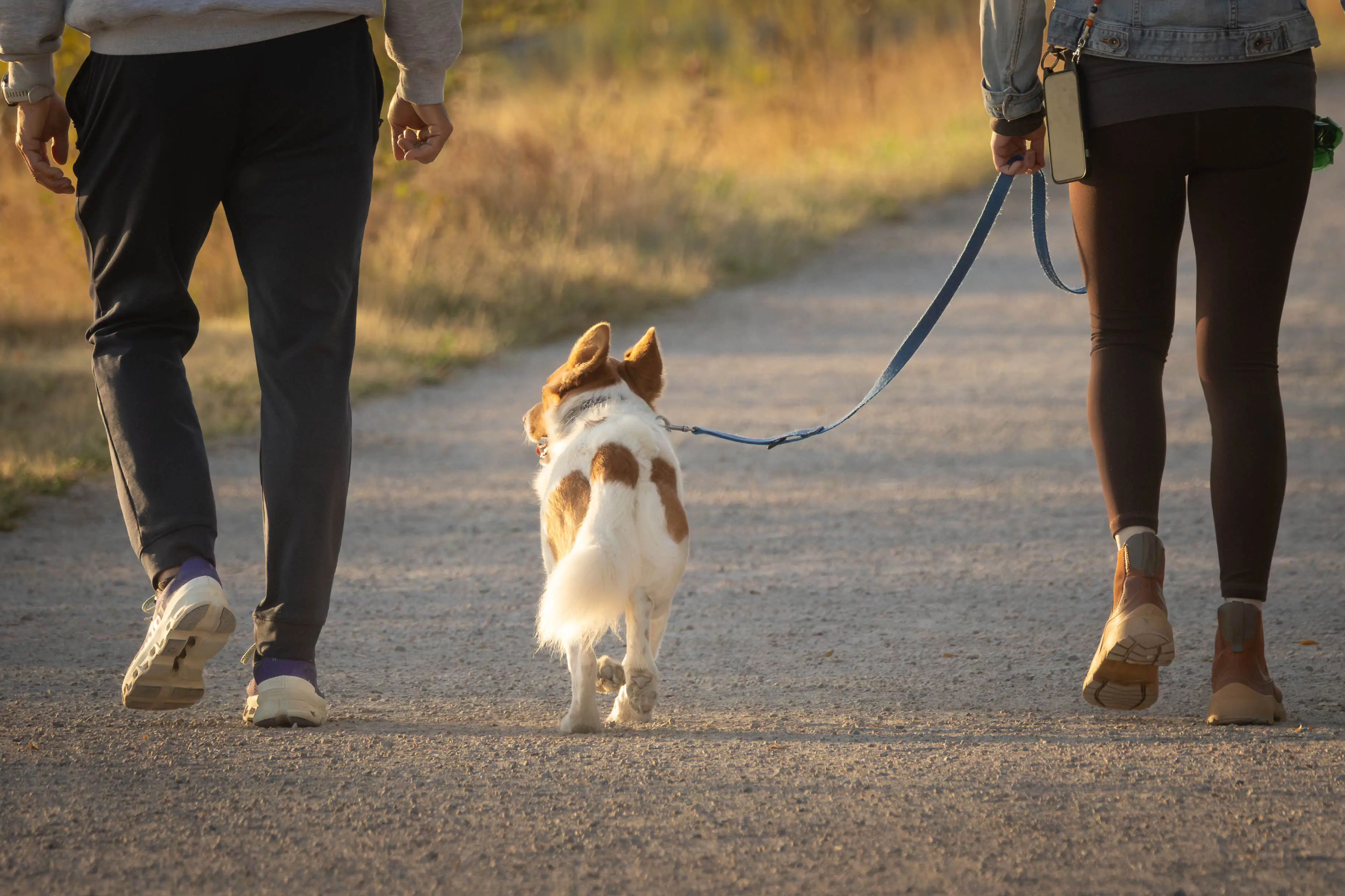 a couple walking a small dog outside in the morning