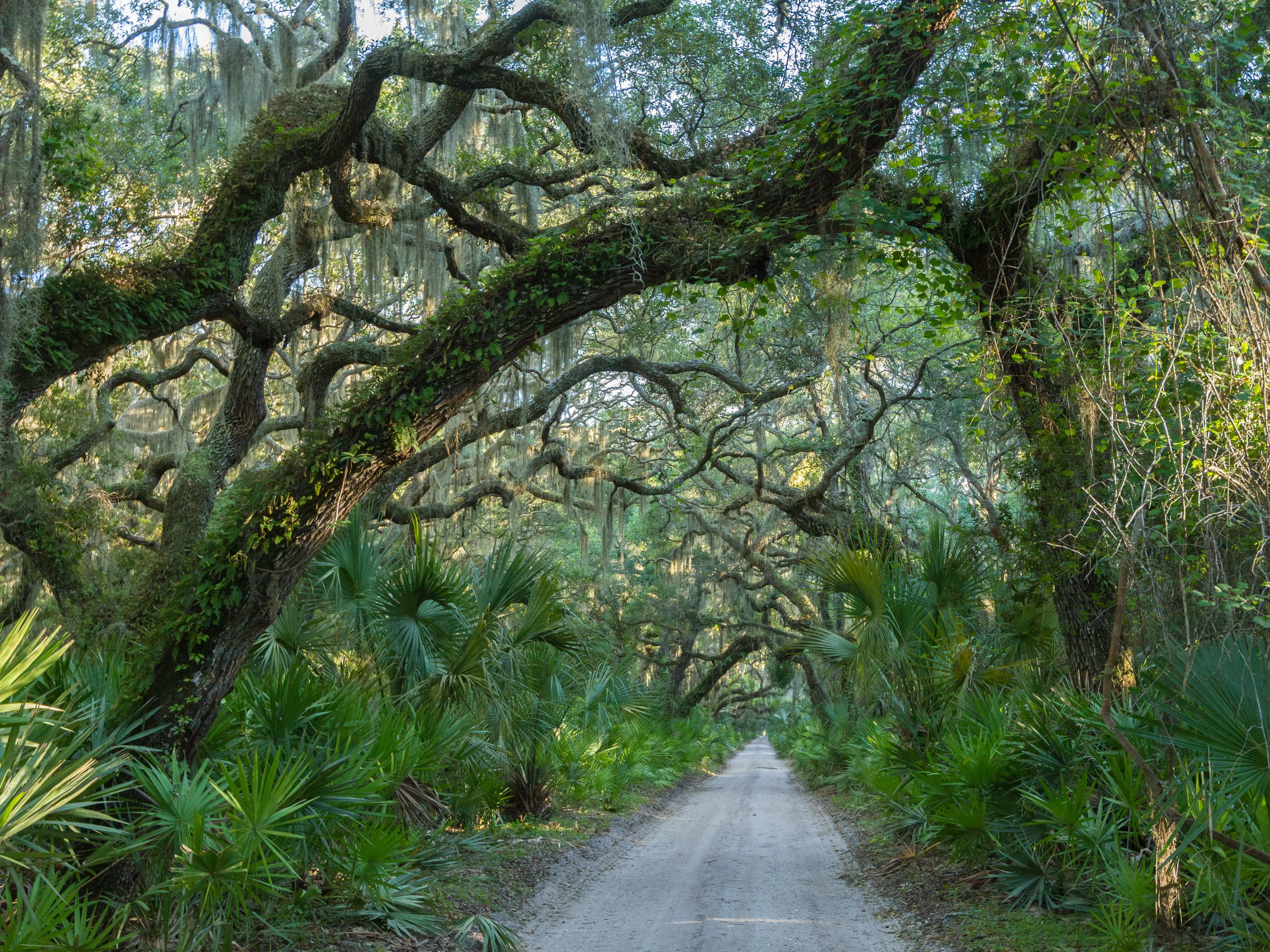 Trees with winding branches and hanging moss hang over a path.