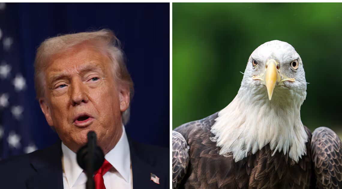 Trump Trolled for Bird-Brained Error in Anti-Windmill Post