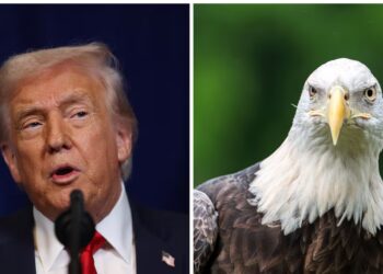 Trump Trolled for Bird-Brained Error in Anti-Windmill Post