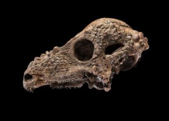 Smithsonian to display a rare dinosaur skull that was a ‘dream’ discovery