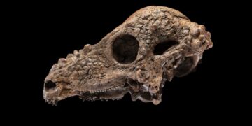 Smithsonian to display a rare dinosaur skull that was a ‘dream’ discovery