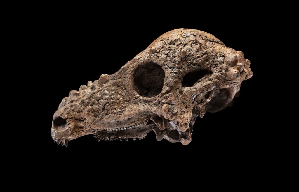 Smithsonian to display a rare dinosaur skull that was a ‘dream’ discovery