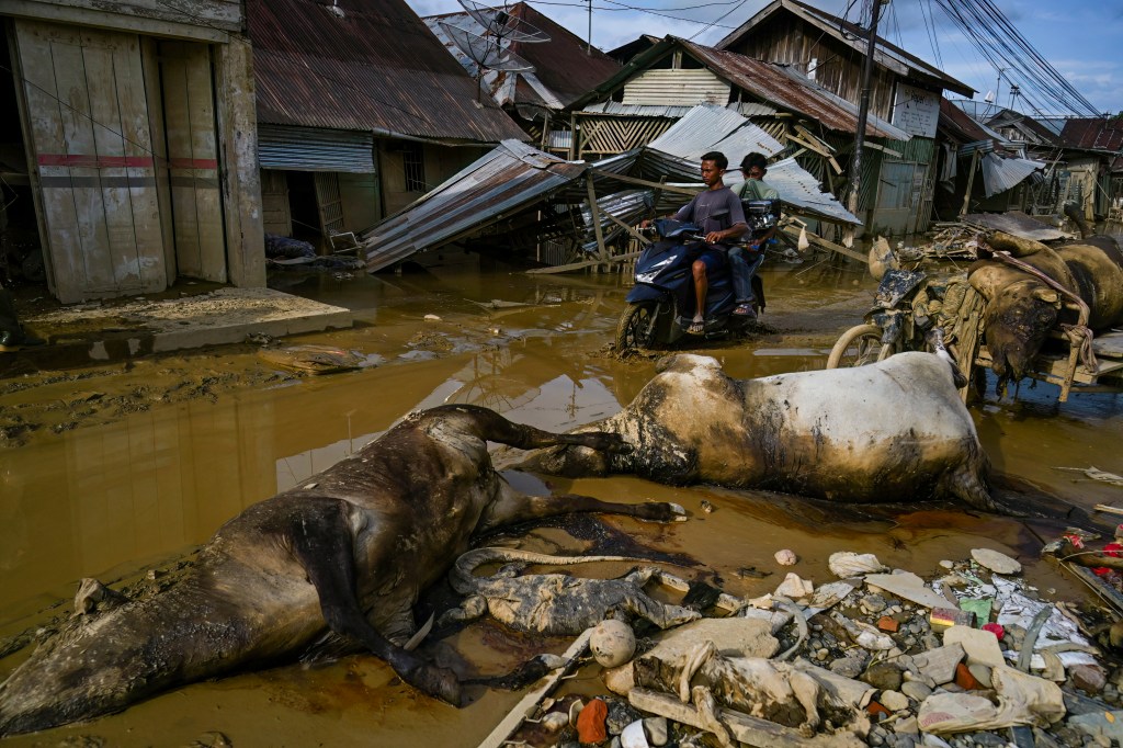 Two men on a motorcycle on a muddy street with cow carcasses and damaged buildings after a flood.