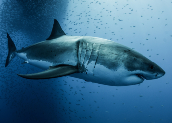 An Enormous Shark Ruled the Seas Before the Megalodon, Fossils Reveal