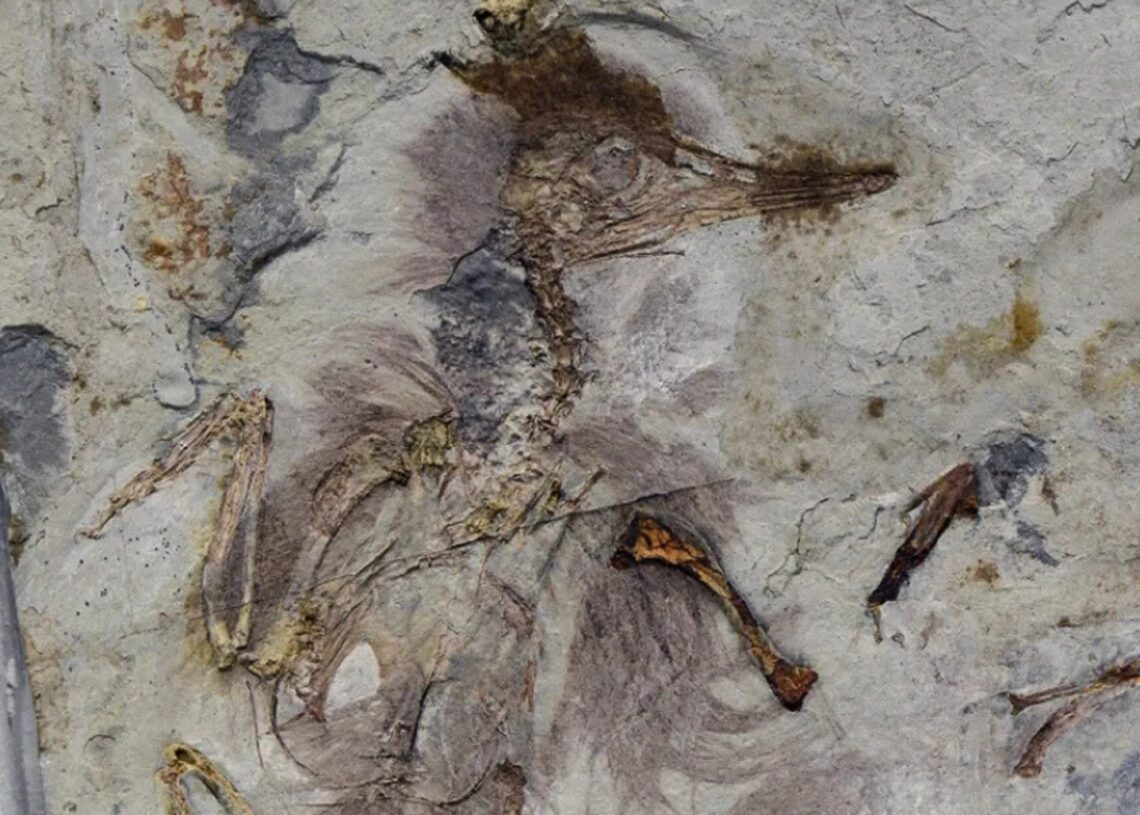 Prehistoric Bird Swallowed 800 Rocks and Choked to Death—But Why?