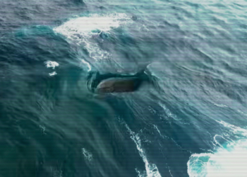 Australia’s Ocean Glitch Is a Weird Wave Vortex Nobody Can Fully Explain