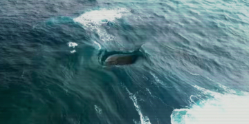 Australia’s Ocean Glitch Is a Weird Wave Vortex Nobody Can Fully Explain