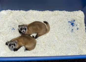 Frozen cells, clones and a new generation of endangered ferrets