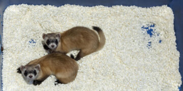 Frozen cells, clones and a new generation of endangered ferrets