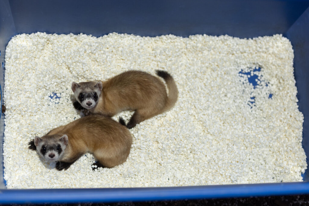 Frozen cells, clones and a new generation of endangered ferrets