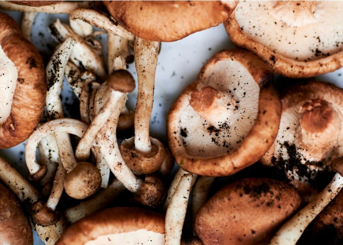 California Is Begging People to Buy Grocery Store Mushrooms Instead of Poisoning Themselves